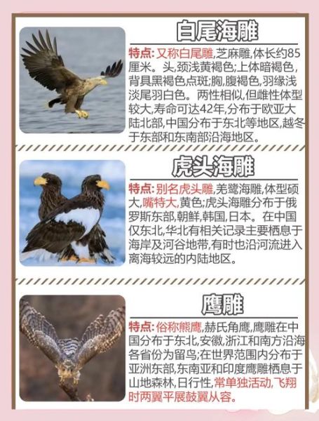 梦到雕是什么意思_梦见雕的吉凶预兆