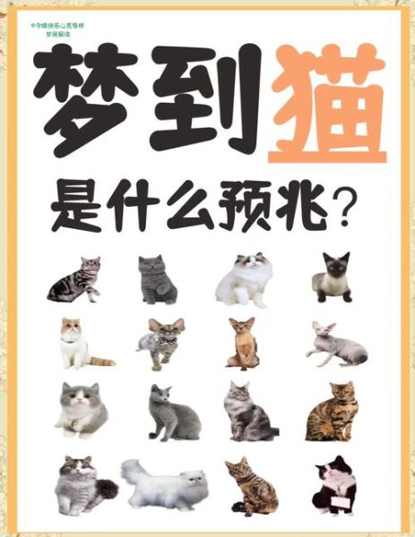 梦到怀孕的猫是什么意思_怀孕猫梦境解析