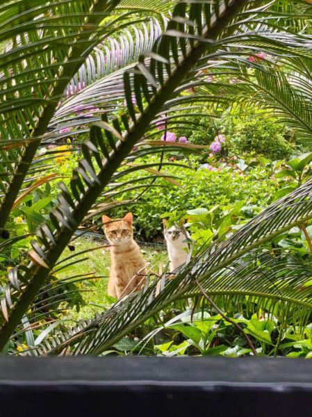 梦到抱着狗是什么意思_梦见抱狗好不好
