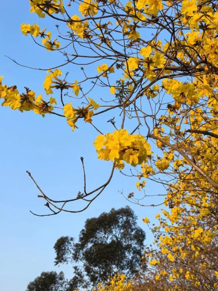 黄花图片大全_如何拍摄出高级感