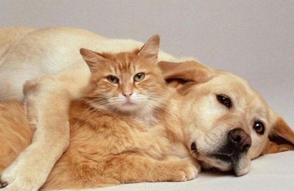 梦到狗猫是什么意思_梦到狗猫代表什么