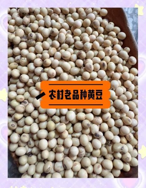 大豆图片大全_如何识别不同品种