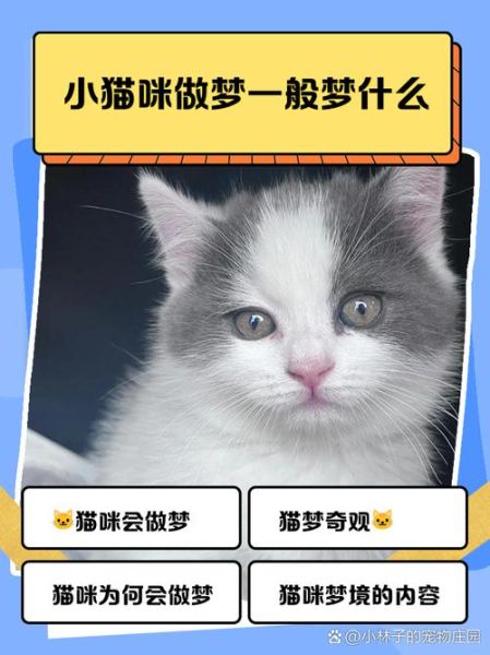 做梦梦到猫了_猫在梦里代表什么
