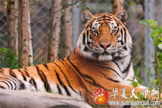 梦到虎是什么意思_梦见老虎追我怎么办