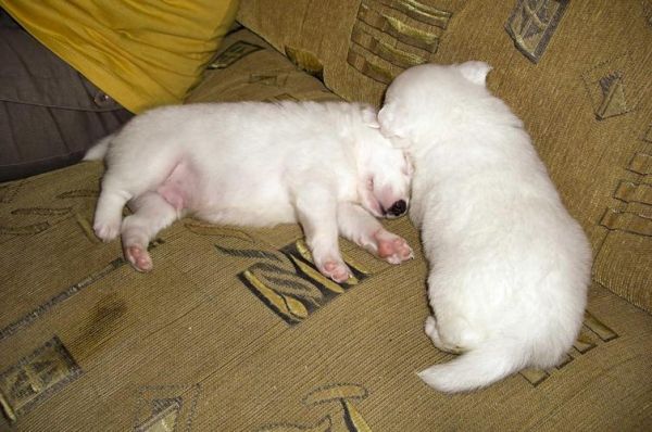 梦到虎是什么意思_梦见老虎追我怎么办