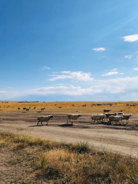 梦到牛羊是什么意思_梦见牛羊代表什么