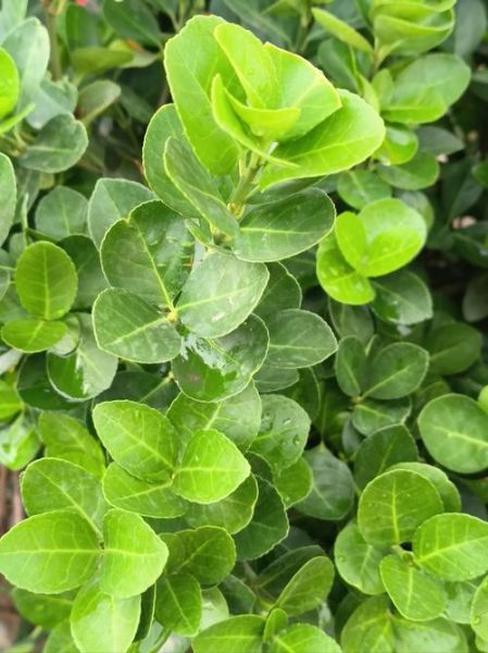 冬青图片大全_如何识别常见品种