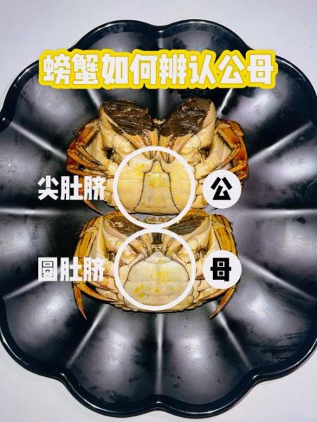 螃蟹图片大全_如何区分青蟹与大闸蟹