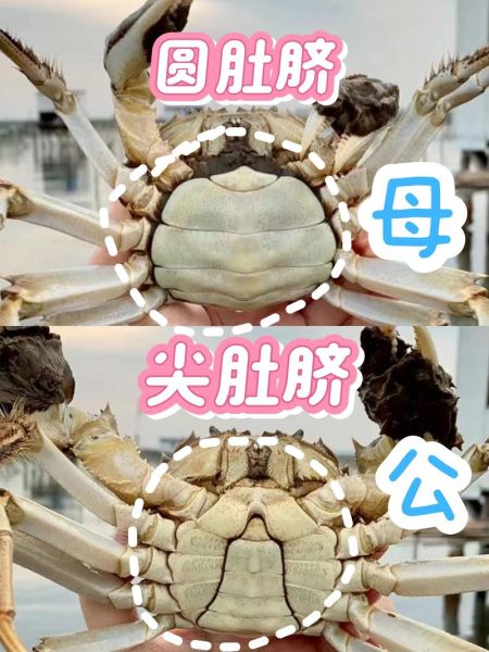 螃蟹图片大全_如何区分青蟹与大闸蟹