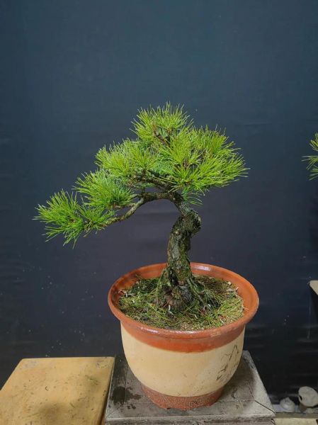 松树盆景图片大全欣赏_如何挑选精品松树盆景