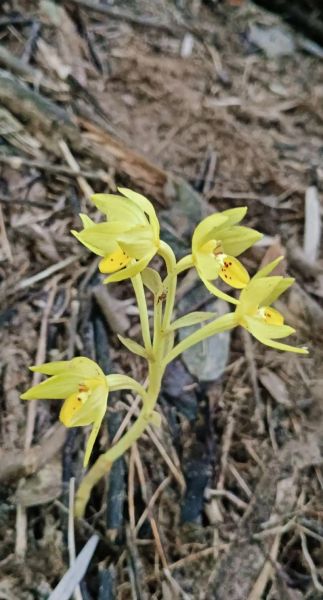 野生兰花图片大全大图_如何辨别野生兰花品种