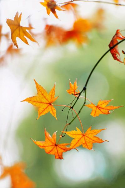 枫叶图片大全高清_枫叶图片怎么拍才好看