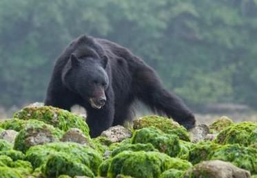梦到黑熊是什么意思_梦见黑熊攻击我怎么办