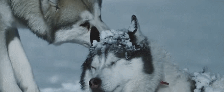 南极大冒险迅雷下载_哪里能看高清完整版