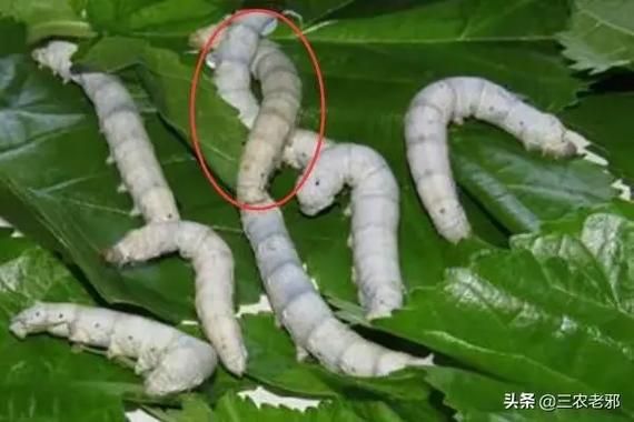蚕宝宝不吃桑叶到处爬怎么办_蚕宝宝拒食桑叶原因