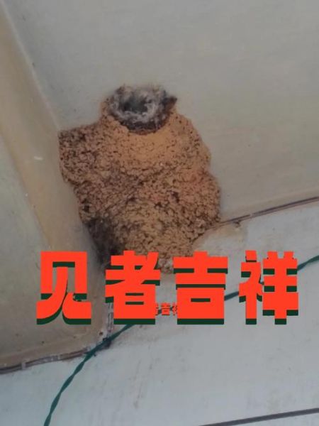 梦到燕子窝是什么预兆_梦见燕子筑巢好不好