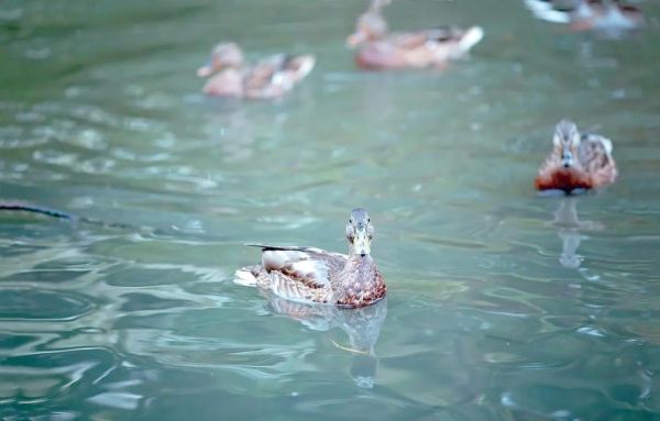 梦到小鸭子是什么意思_梦见小鸭子预示什么