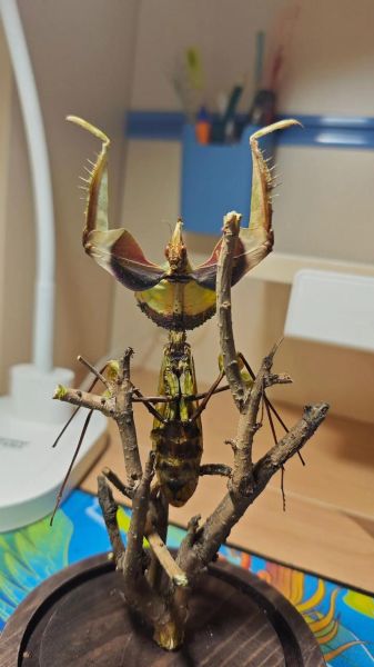 螳螂图片大全_螳螂高清图鉴