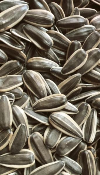 瓜子图片大全大图_瓜子高清图怎么拍