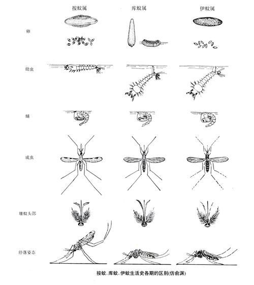 蚊子种类图片大全_如何快速识别常见蚊种