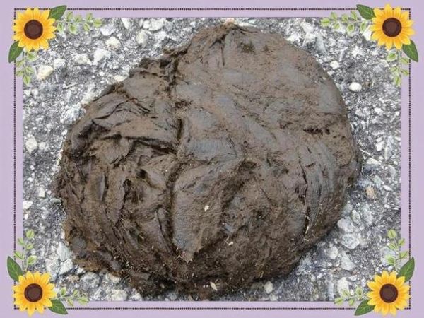 梦到踩屎是什么意思_踩屎梦境预示什么