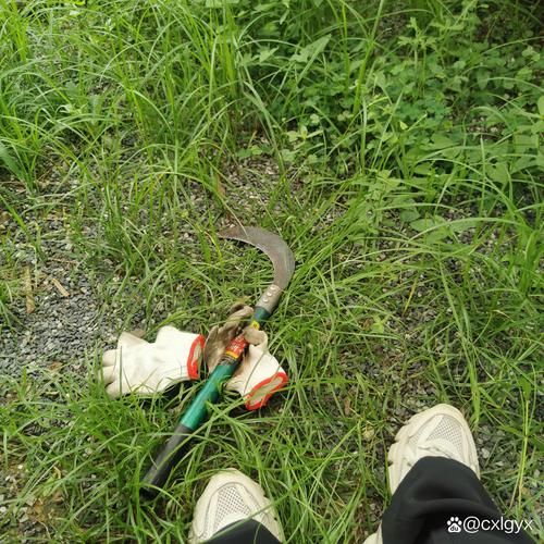 梦见割草是什么意思_梦见割草预示什么