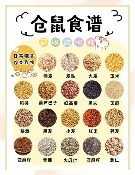 仓鼠生完宝宝要喂什么_母鼠哺乳期饮食全攻略