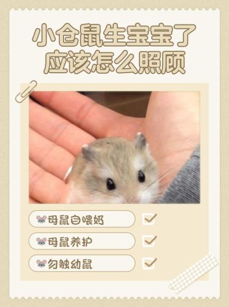 仓鼠生完宝宝要喂什么_母鼠哺乳期饮食全攻略