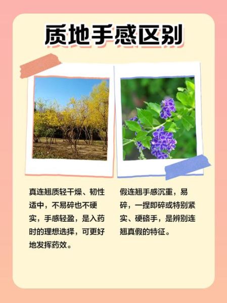 连翘图片大全_如何辨别真假连翘