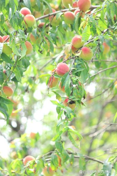 女人梦到桃树结满桃子_梦见桃子预示什么