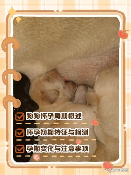 狗狗多久生宝宝_母犬怀孕周期多久