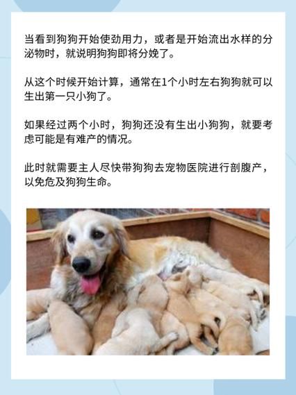 狗狗多久生宝宝_母犬怀孕周期多久