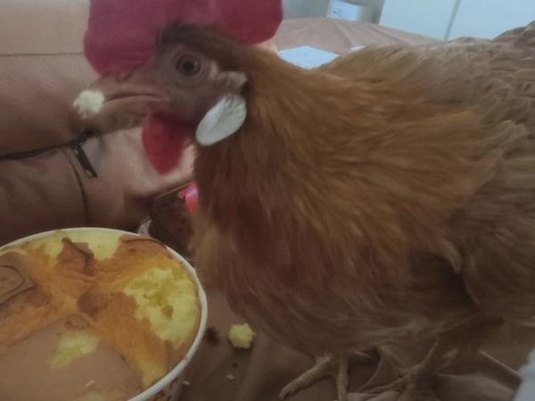 一岁宝宝可以吃蛋糕吗_宝宝多大能吃奶油蛋糕