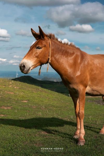 马图片大全可爱_哪里找高清萌马图