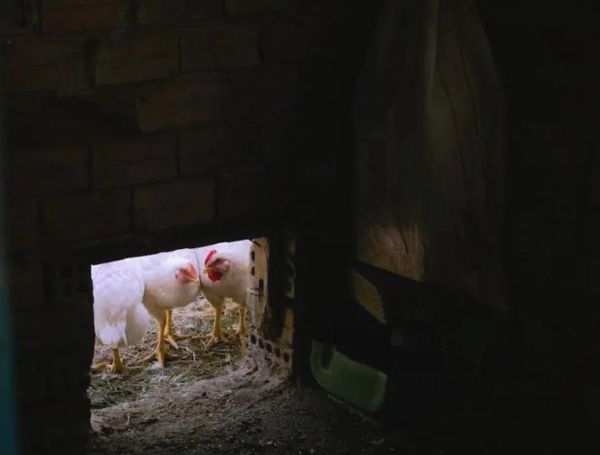 梦到捉鸡是什么意思_梦见捉鸡好不好