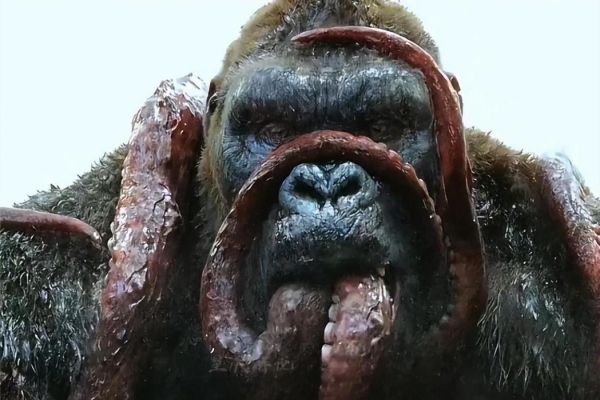 金刚骷髅岛迅雷下载_高清资源在哪找