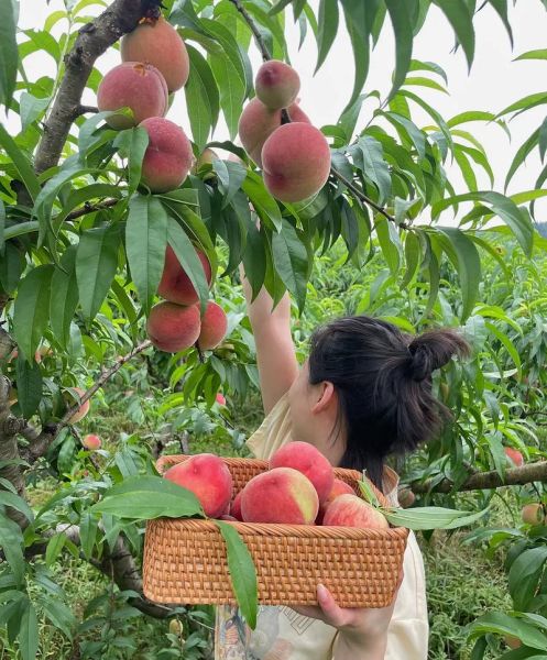 梦到摘桃子是什么意思_梦见摘桃子预示什么