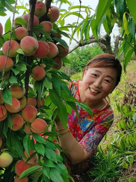 梦到摘桃子是什么意思_梦见摘桃子预示什么