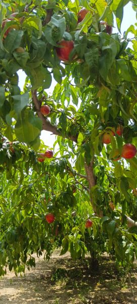 梦到摘桃子是什么意思_梦见摘桃子预示什么