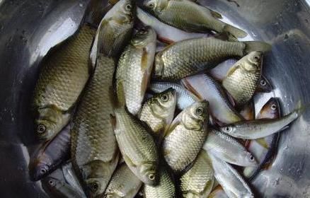 梦到别人给鱼是什么意思_梦见别人送活鱼预示什么