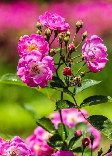 蔷薇图片大全_如何拍摄高清蔷薇特写