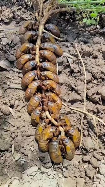 梦到知了猴是什么意思_知了猴梦境解析