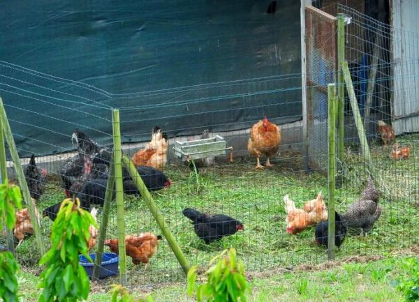 鸡棚怎么搭建_鸡棚搭建图片大全