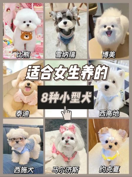 小型犬有哪些品种_适合家养的小型犬推荐