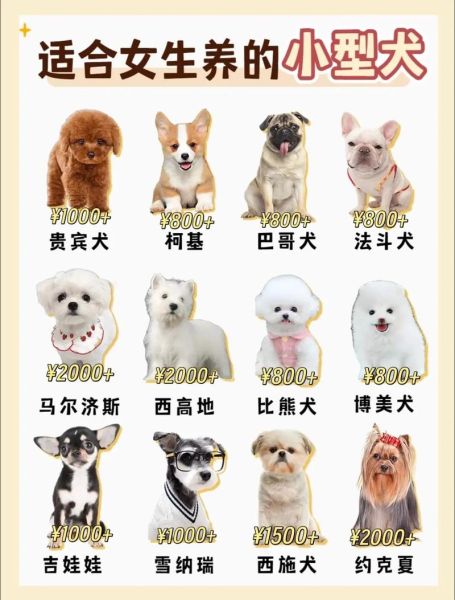 小型犬有哪些品种_适合家养的小型犬推荐