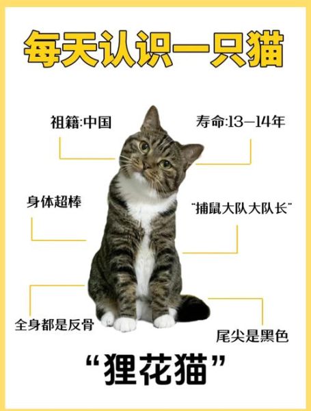 梦到狸猫是什么意思_狸猫梦境解析