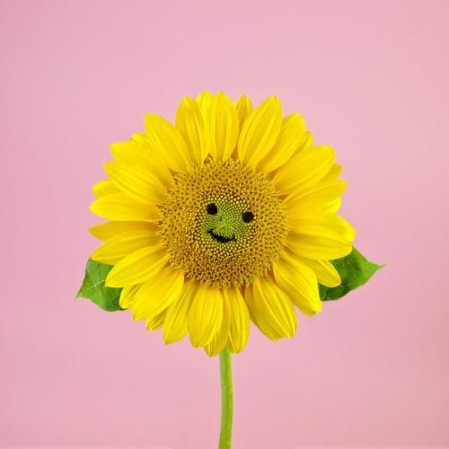 笑脸图片大全哪里找_如何免费下载