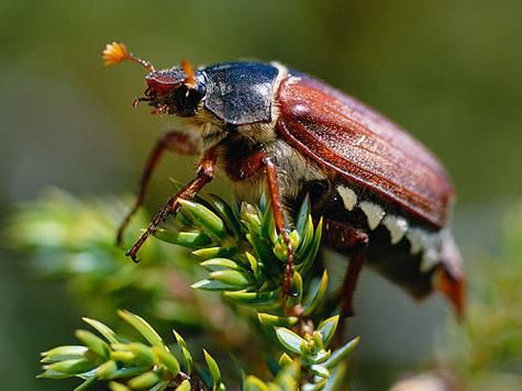 梦到甲壳虫是什么意思_梦见甲壳虫的预兆