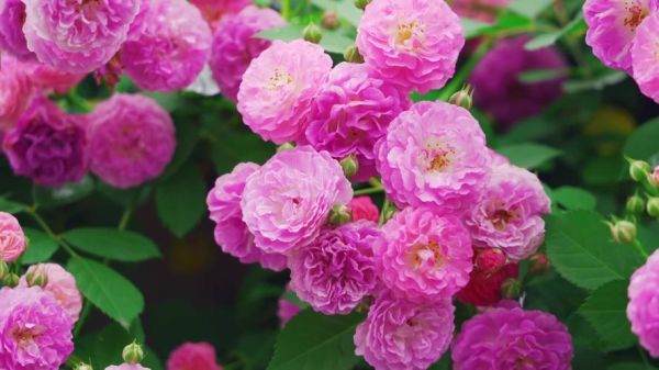 蔷薇花图片大全_如何挑选高清壁纸