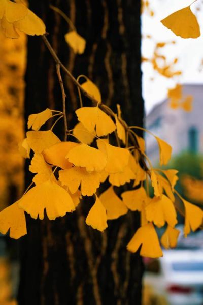 银杏树图片大全_如何拍摄最美银杏